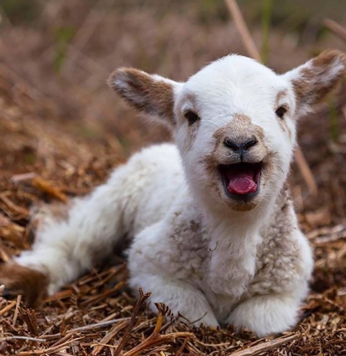 We made it to Friday, school PR friends! Here’s a cute goat to make you smile. Cheers to you all! #k12pr