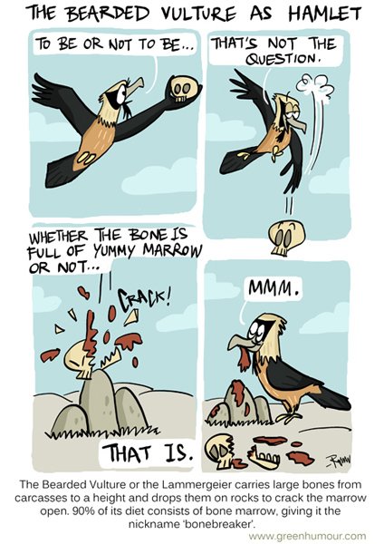 Bearded #Vulture as #Hamlet . Happy #VultureAwarenessDay ! From the 2014 archives. #birds #BirdsOfPrey #scavenger #Shakespeare #greenhumour