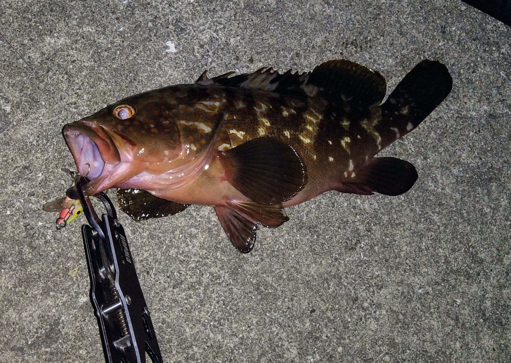 ラパラカウントダウン Twitter Search Twitter