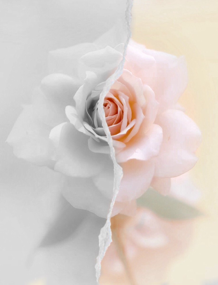 wiltedrose_i's tweet photo. ๐ธ ๐๐๐ ๐ ๐๐๐๐๐๐ ๐๐๐๐๐๐๐ ๐๐ ๐ ๐๐๐๐ ๐๐ ๐๐๐ ๐๐๐๐๐๐ ๐๐ โค๏ธ
#flowers #flower #floweredit https://t.co/OJN04MV17M