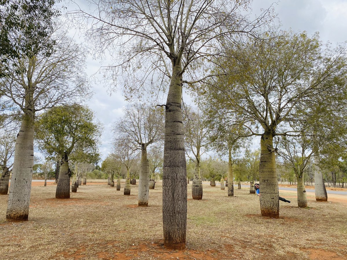 USwithAUS's tweet photo. We’ve been exploring country bakeries & pubs in @Queensland and have also seen a BIG watermelon in @WesternDownsRC’s #Chinchilla; BIG Boab trees near #Proston (look for the 🦘to gauge their size!) & a BIG @bundabergrum bottle in #homeofbundy. #thisisqueensland! @AustTraveller # https://t.co/QXOPtbQIDQ