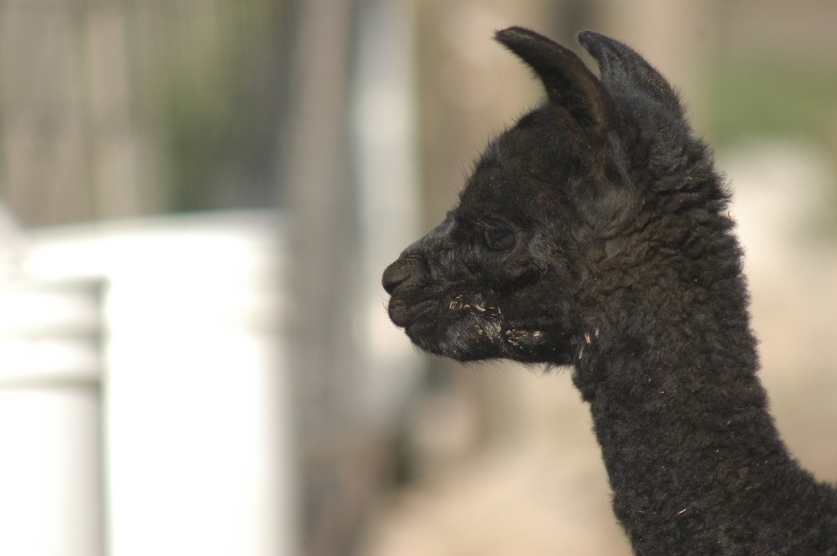 OldMillAlpacas's tweet photo. Nicole gave us this stunning little boy yesterday, and we'd like your help to name him! Click the link below to choose your favourite: 

https://t.co/mqkdDDEeq5

#alpaca #alpacaontario #babyanimals #adorableanimals https://t.co/Halw6nONQT