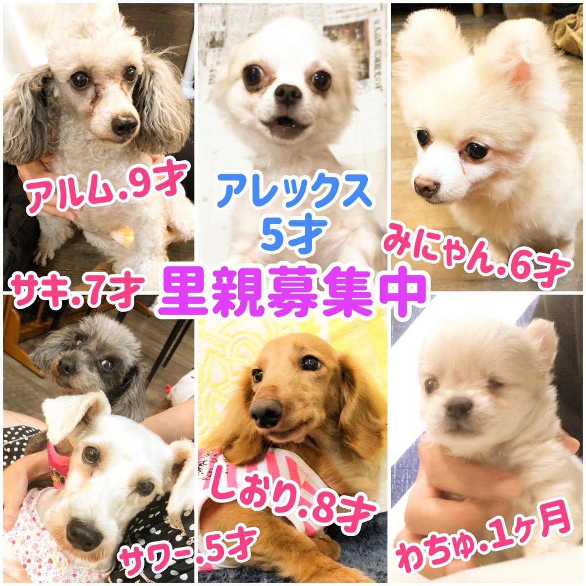 保護犬カフェ 鶴橋店 V Twitter カフェにいる子も バックヤードで過ごしている子も家族を募集しながら過ごしてます 気になることはスタッフに聞いてください 問い合わせはお電話で 里親募集型カフェ 保護犬カフェ鶴橋店 里親募集中 雑種 かわいい 犬まみれ