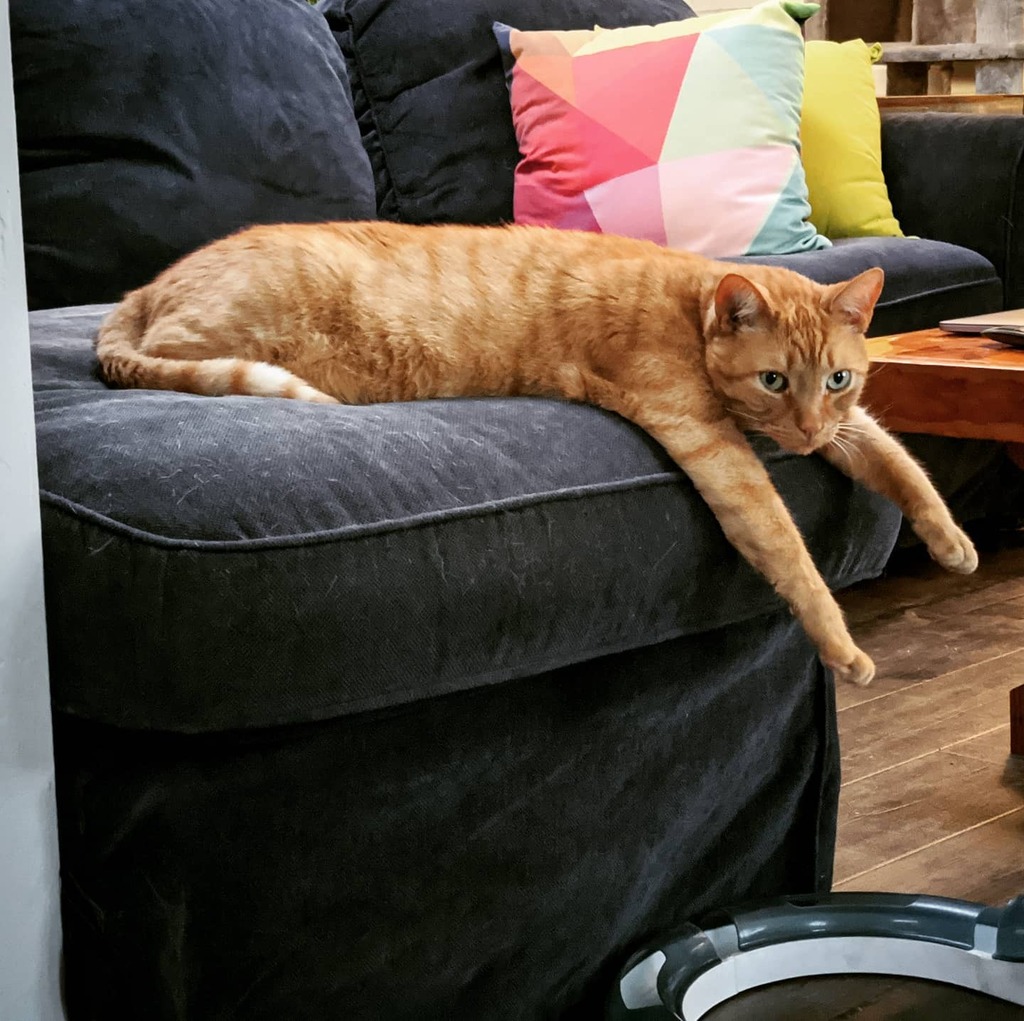 leathebooth's tweet photo. This cat is always a #mood #philosophercat #catsofinstagram https://t.co/or7nvs9zkN https://t.co/OVduDuLD6b