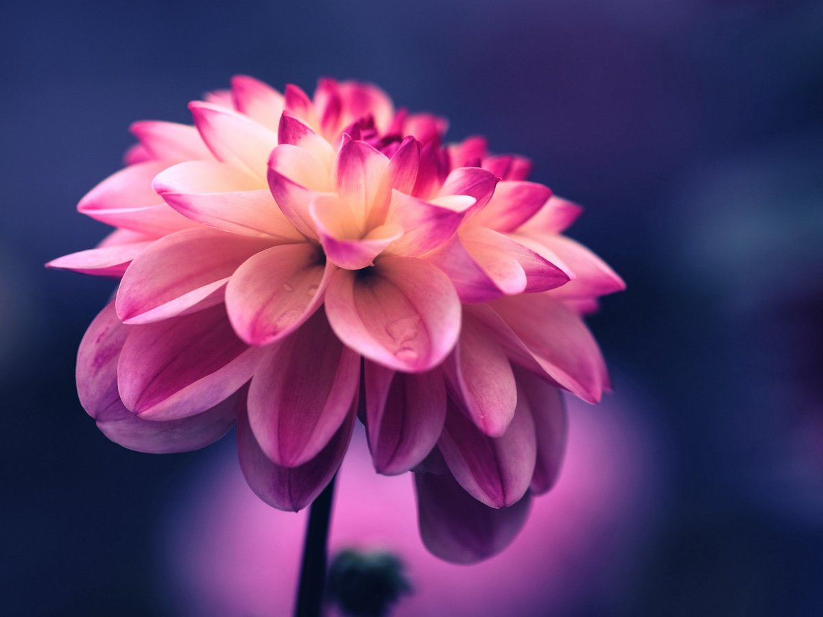 motsa_plasma's tweet photo. Dahlia 

Todo sucede por algo,
todo conlleva un significado,
nunca olvidaras cual será,
es como ver cielo y la Luna identificar. 

Hecho que queda marcado en la infinidad,
en materia gris podría estar,
ó en el musculo palpitoso quizá,
nadie lo sabrá, aún así marcado estará. https://t.co/67uksAFgm7