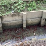 ザリガニ釣り放題？!どうしてこんなに大量発生しているの？!