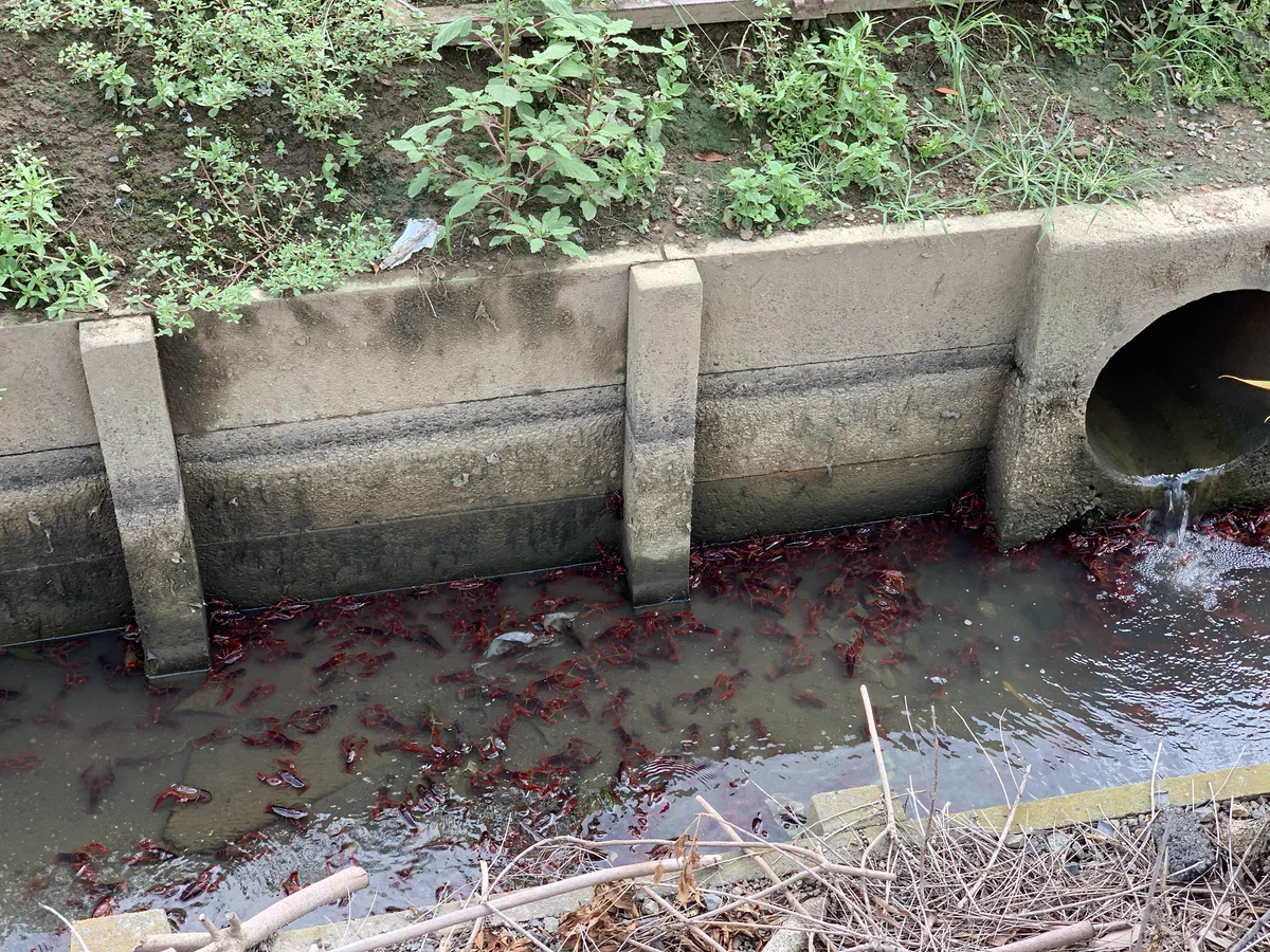 ザリガニ釣り放題？！どうしてこんなに大量発生しているの？！