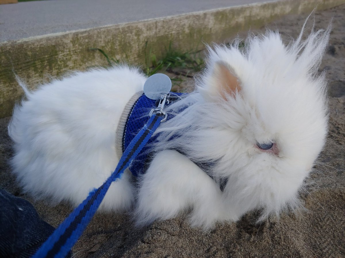 JustifydWarrior's tweet photo. Went on a walk today with #MerlinTheMagicBunny ๐
Stumbled upon seemingly a "christian super spreader" concert ๐ฌ
Vans of unmasked children, teens & young adults bussed in from allbover, elbow to elbow, hugging & shaking hands... nearby parking lots & resturaunts are packed ๐ค https://t.co/w39OJfa52M