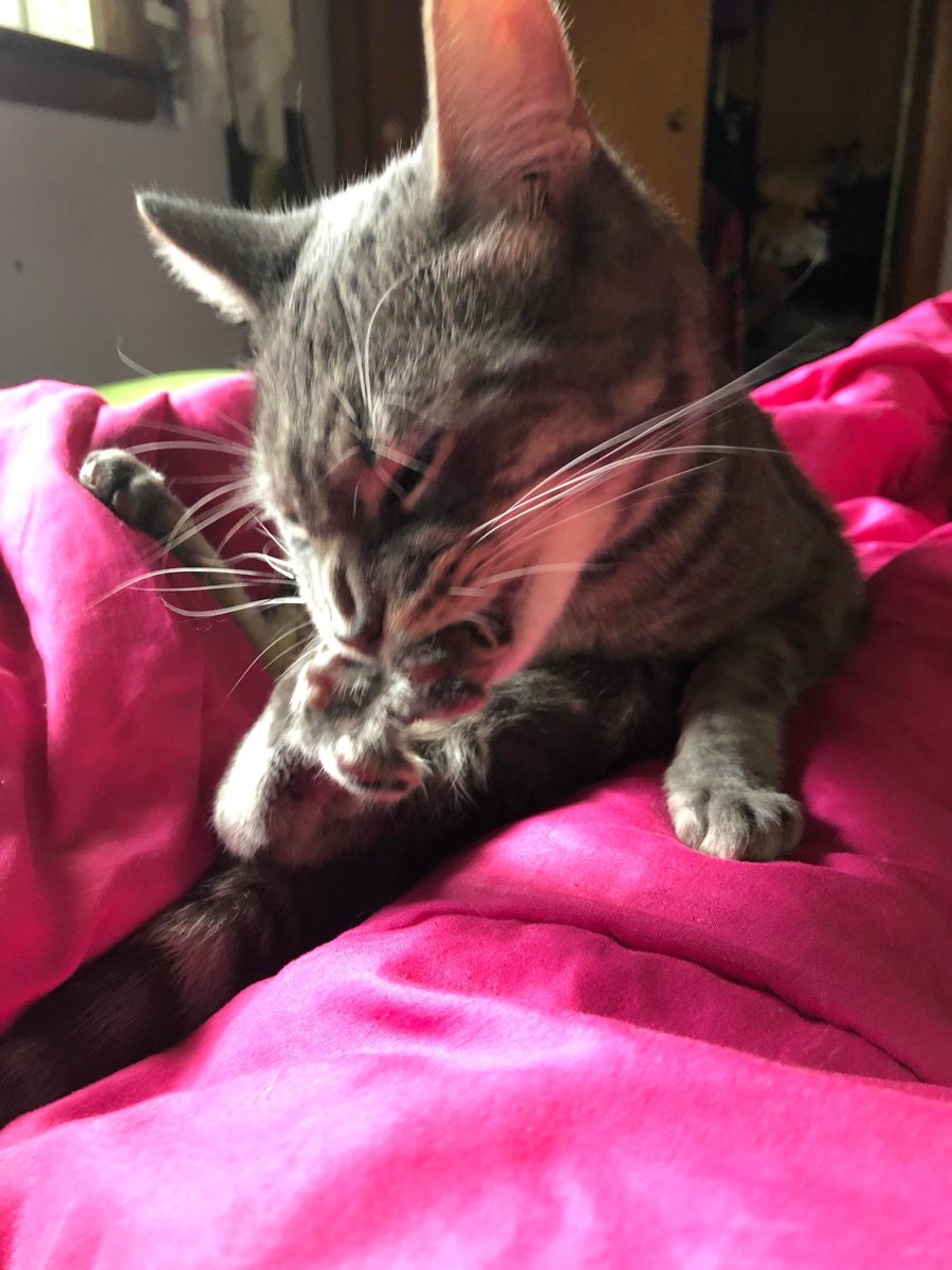 MeowMoeDotCom's tweet photo. *#Angrily #Licks #Toes*
#Cats #Cat #Kittens #Kitten #Kitty #Pets #Pet #Meow #Moe #CuteCats #CuteCat #CuteKittens #CuteKitten #MeowMoe
https://t.co/GlpCb8pSVX https://t.co/8KdzjjKa9y