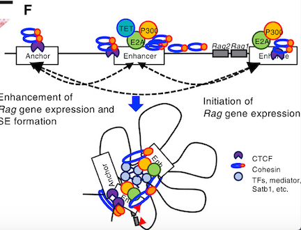 mmw_lmw's tweet photo. #Rag_expression in #Developing_T and #B_cells | The transcription factor E2A activates multiple enhancers | Masaki Miyazaki @KyotoU_News @SciImmunology https://t.co/zrFBwXFHKy https://t.co/YYgEg0VkTJ
