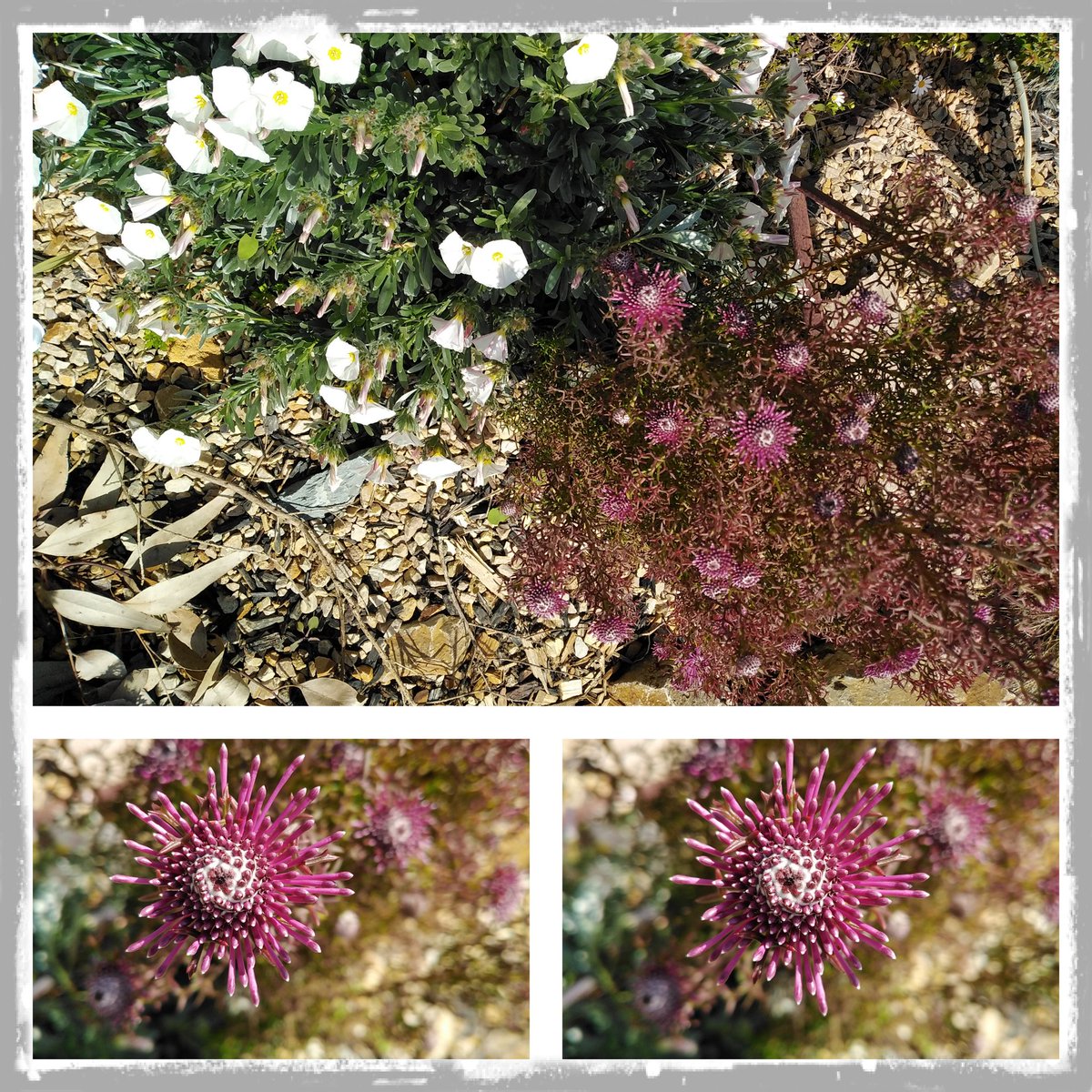 lipstikgeology's tweet photo. Glorious isopogon almost flowering ❤️❤️ the contrast 👍😍 yay #aussie #nativeveg https://t.co/EaqyIKf6CN