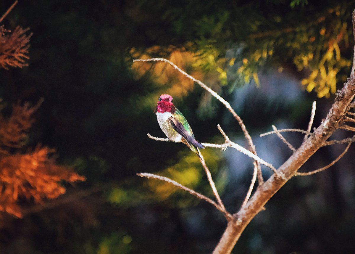You may gaze upon my beauty ❤️🌿⁣
⁣
#hummingbird #hummingbirds #birdwatching #rubythroatedhummingbird