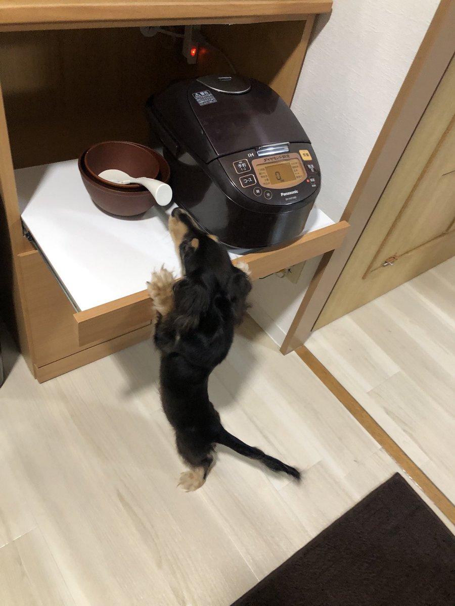 akntanp's tweet photo. いつもご飯炊けてもガン無視なの　　　　　に炊き込みご飯の日だけ食いついてた🦕 https://t.co/DwJJTEEL77