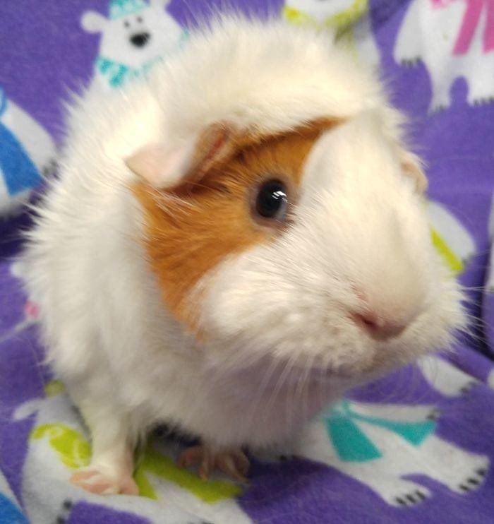 critter corral guinea pig rescue