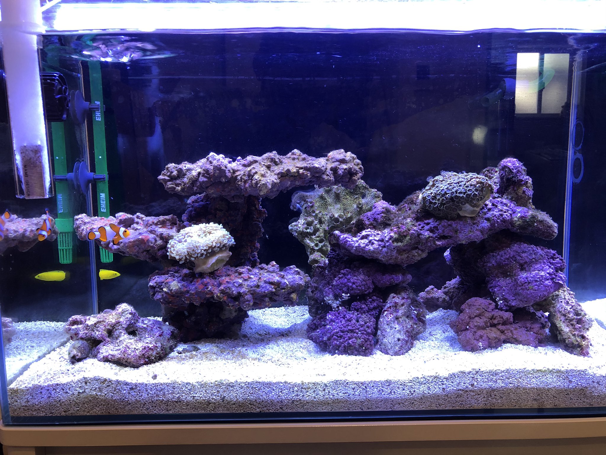 K Bo05 水槽掃除 レイアウト変更 海水魚水槽 サンゴ 海水魚 レイアウト T Co Pmisqh8ycd Twitter