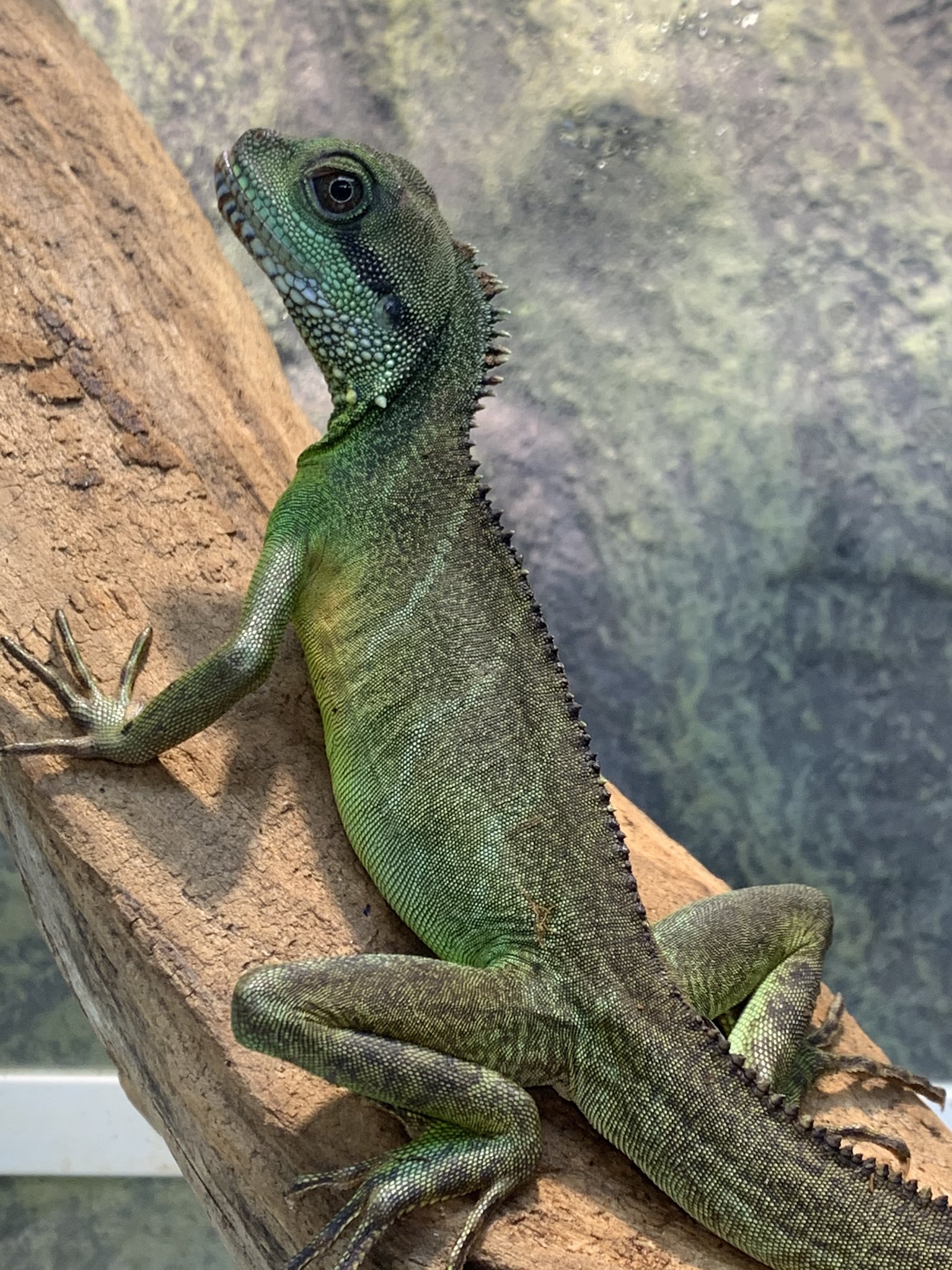 ジュラの杜 爬虫類カフェ 専門店 仙台 立ち上がってきました インドシナウォータードラゴン Wcがほとんどで入荷状態が良くないことがほとんどで 比較的安価な種類ですが しっかり飼い込むと驚くほどかっこいいトカゲです コオロギ爆食です