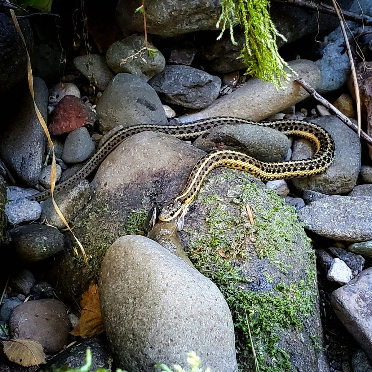 FionaMcAuliffe's tweet photo. While looking for rocks I happened apon a snake chowing down on a banana slug. It seemed totally unconcerned by my presence. I've been contemplating the allegory of this for days. https://t.co/Btt40baZcB