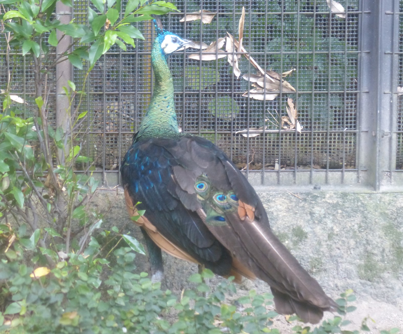 上野動物園 公式 クジャクのオスといえば目玉模様の羽のイメージがありますが 実は今の時期は地味な姿です 目玉模様の羽は非繁殖期は必要ない 春の繁殖期が終わると抜けてしまう Zooむあっぷ観察 T Co Nc3rupqryp Twitter