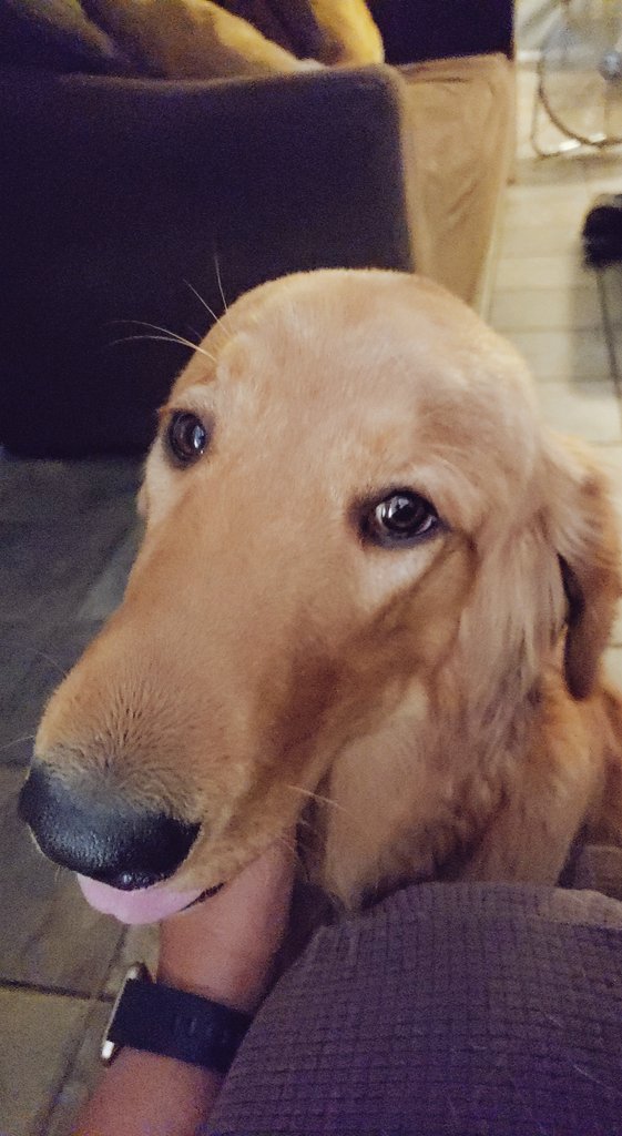 Rae_Ty's tweet photo. Got to visit with the grandpuppy today!🐕😊 Love the Murphy J visits!
#goldenretriever #bffs #puppylife #hesgrowingsofast https://t.co/bgoiodxlMF