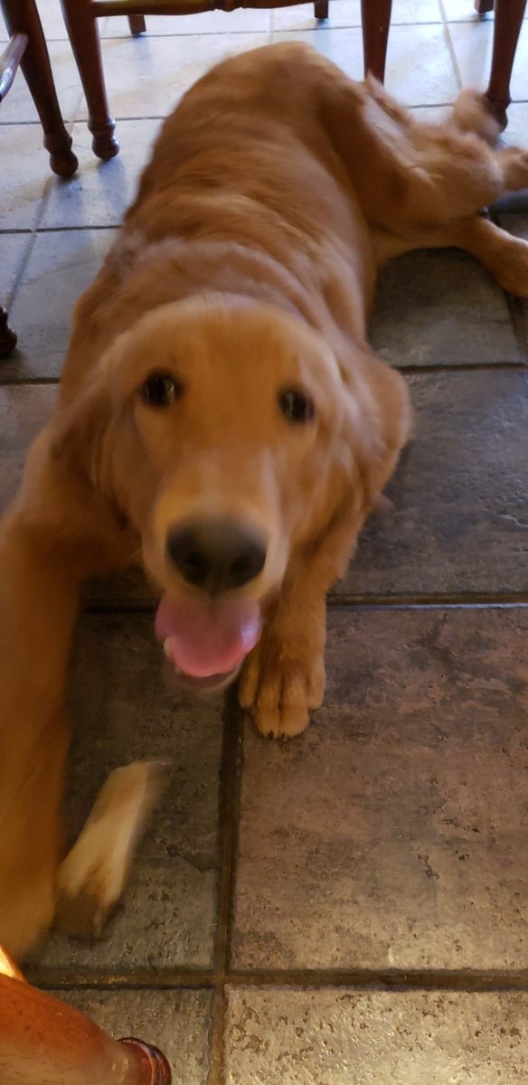 Rae_Ty's tweet photo. Got to visit with the grandpuppy today!🐕😊 Love the Murphy J visits!
#goldenretriever #bffs #puppylife #hesgrowingsofast https://t.co/bgoiodxlMF