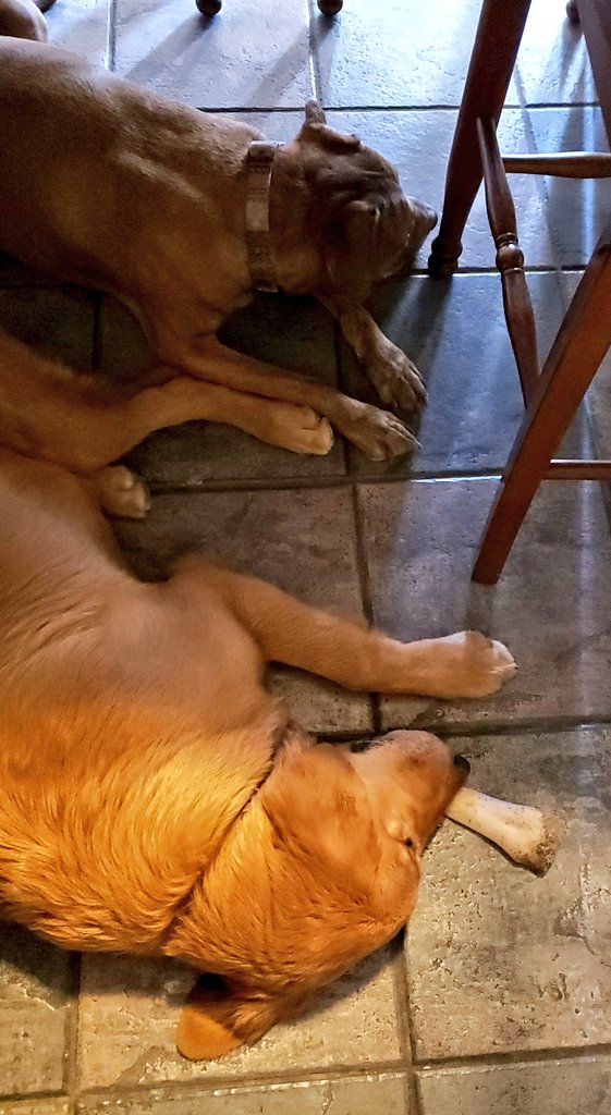 Rae_Ty's tweet photo. Got to visit with the grandpuppy today!🐕😊 Love the Murphy J visits!
#goldenretriever #bffs #puppylife #hesgrowingsofast https://t.co/bgoiodxlMF