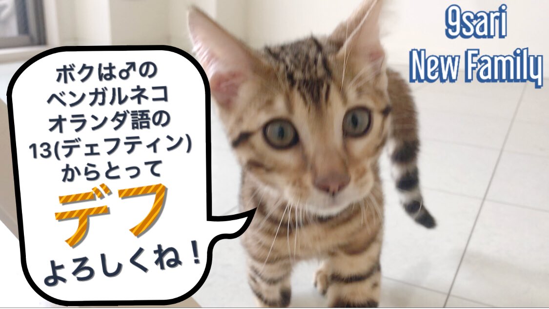 masta_blasta_'s tweet photo. 【9sariの新しい家族】 デフちゃん🐱 (ベンガルネコ♂) https://t.co/7HraCI6E2N
#9sari #漢akaGAMI #MC漢
#ネコ #MASTAVLOG https://t.co/LrWSbjwIdO