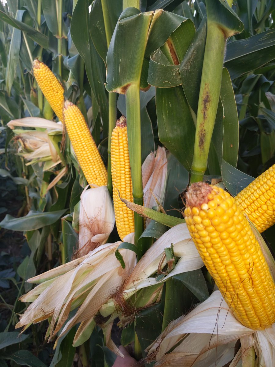 A big heartfelt thank you to Kurt Grimm and the <a href="/NutraDrip/">NutraDrip</a> team as well as <a href="/NetafimUSA/">Netafim USA</a> for letting me share my experience with your growers.  I am truly thankful to be a part of the team.