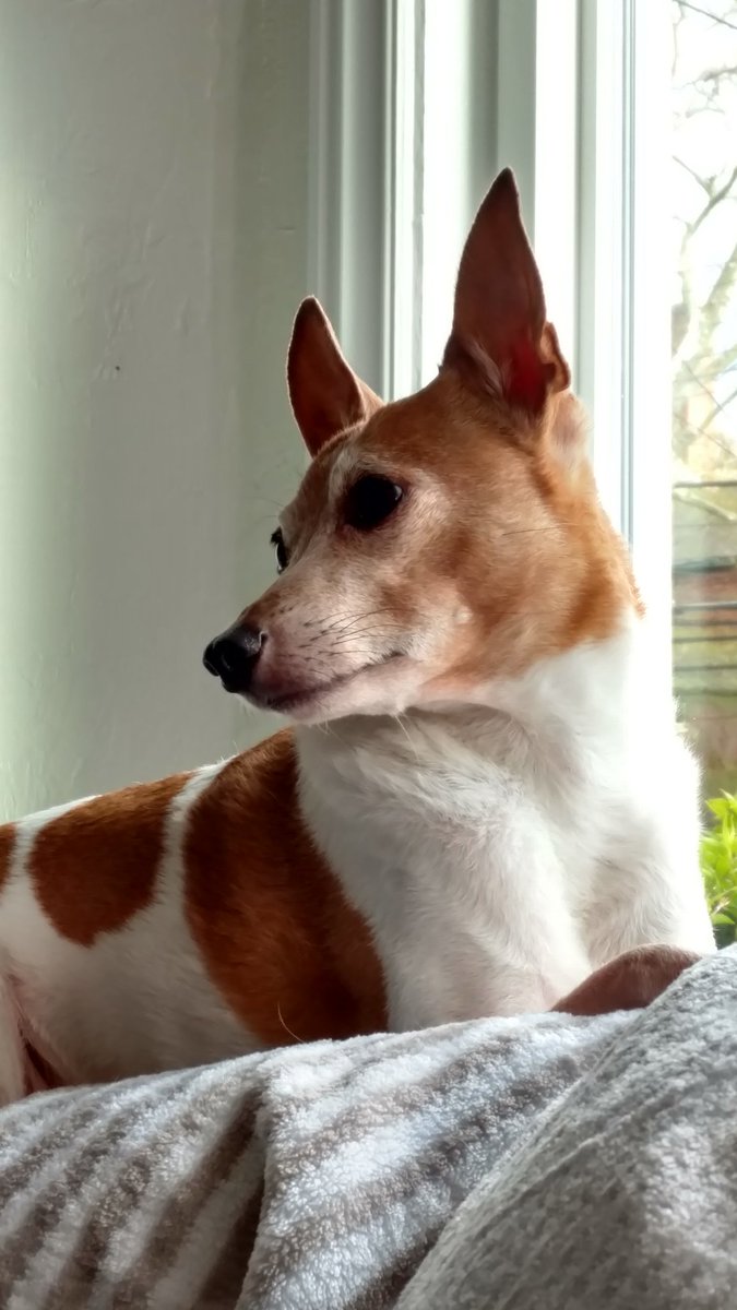 TheOnlineLocal's tweet photo. 🐕Reply to this post with a pic of your dog captioned with what they might be thinking 💭for a chance to win a Chewy care package.

We'll show these pics during #QueensOfQuarantine tomorrow 1PM Pacific time and select a winner.

Link to the tournament: https://t.co/ULdGRdR9Gp https://t.co/xnOXnH15yt