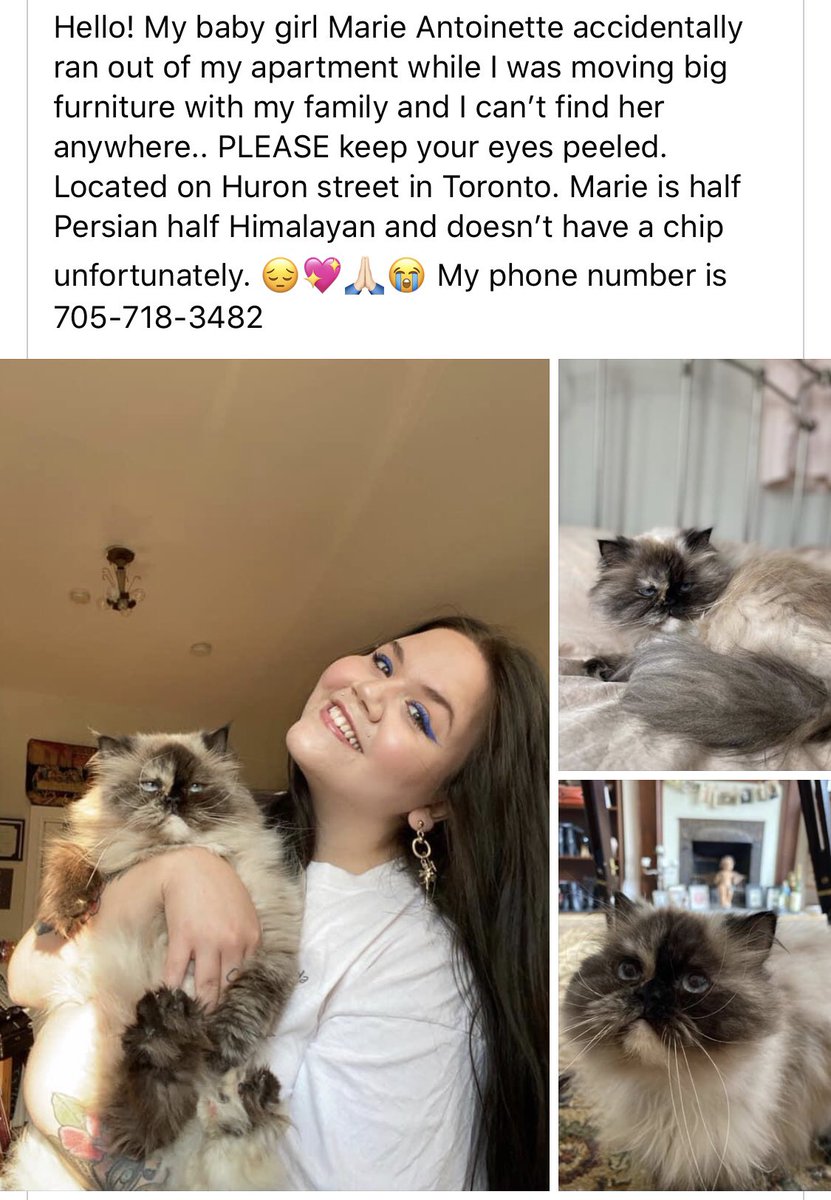 MoniqueALG's tweet photo. My friend lost her cat in Toronto Ontario, please help her find her ❤️ #lostcattoronto #toronto https://t.co/WDO9LAiLaJ