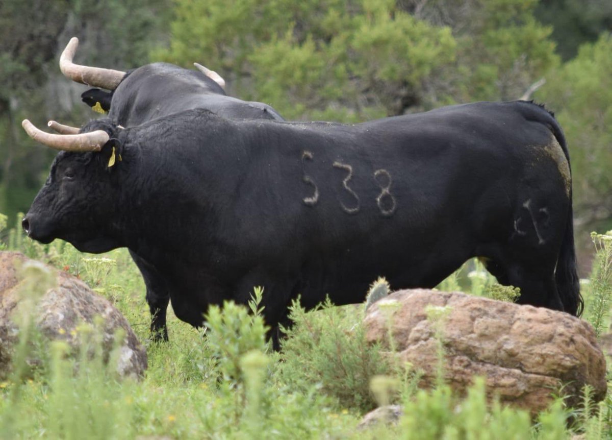 Julio Uribe Curn tweet media