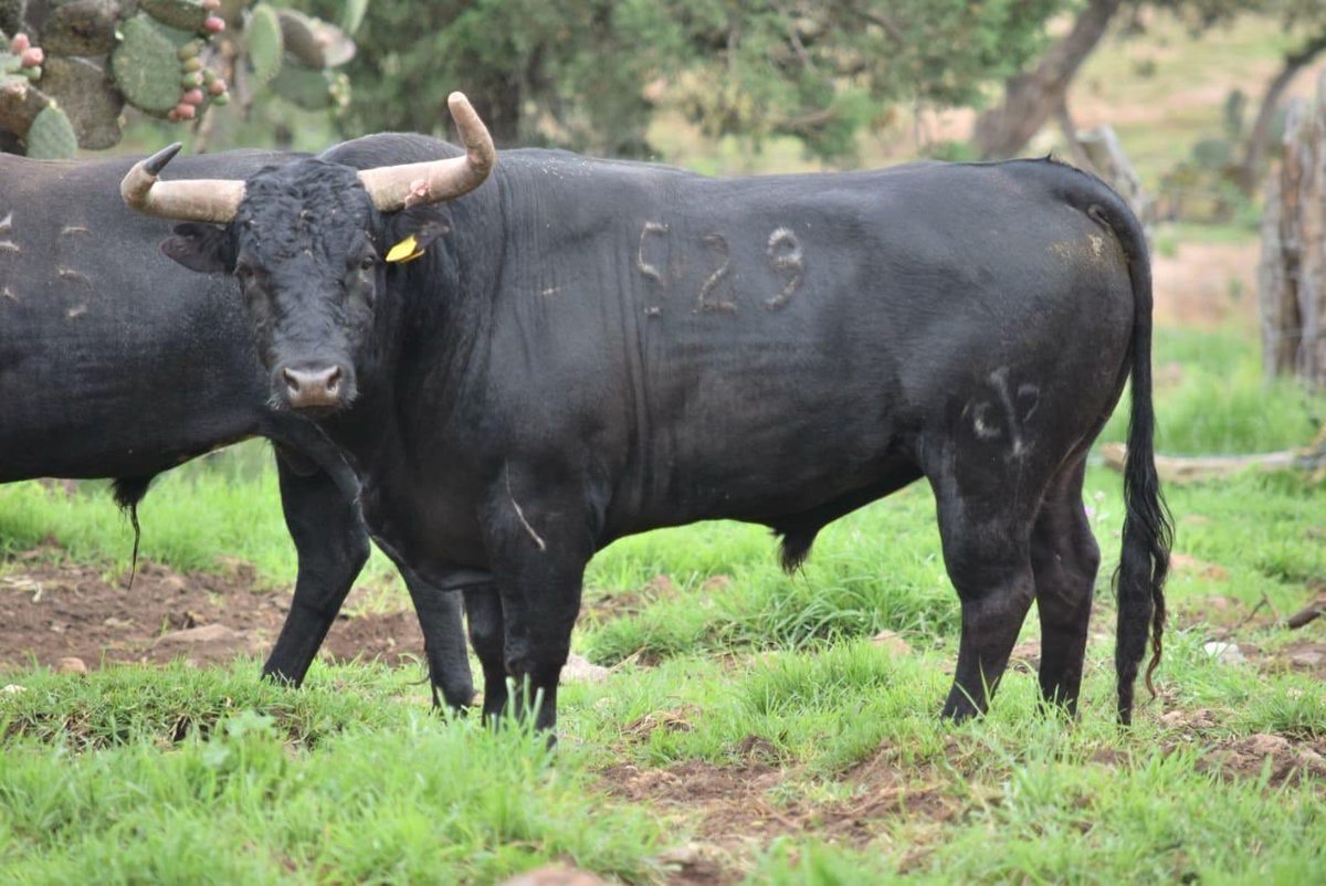 (Parte2) Mañana lidiaremos este precioso y rematado encierro en el nuevo formato de corridas virtuales que ofrece la plataforma de @CINCOVILLAS1