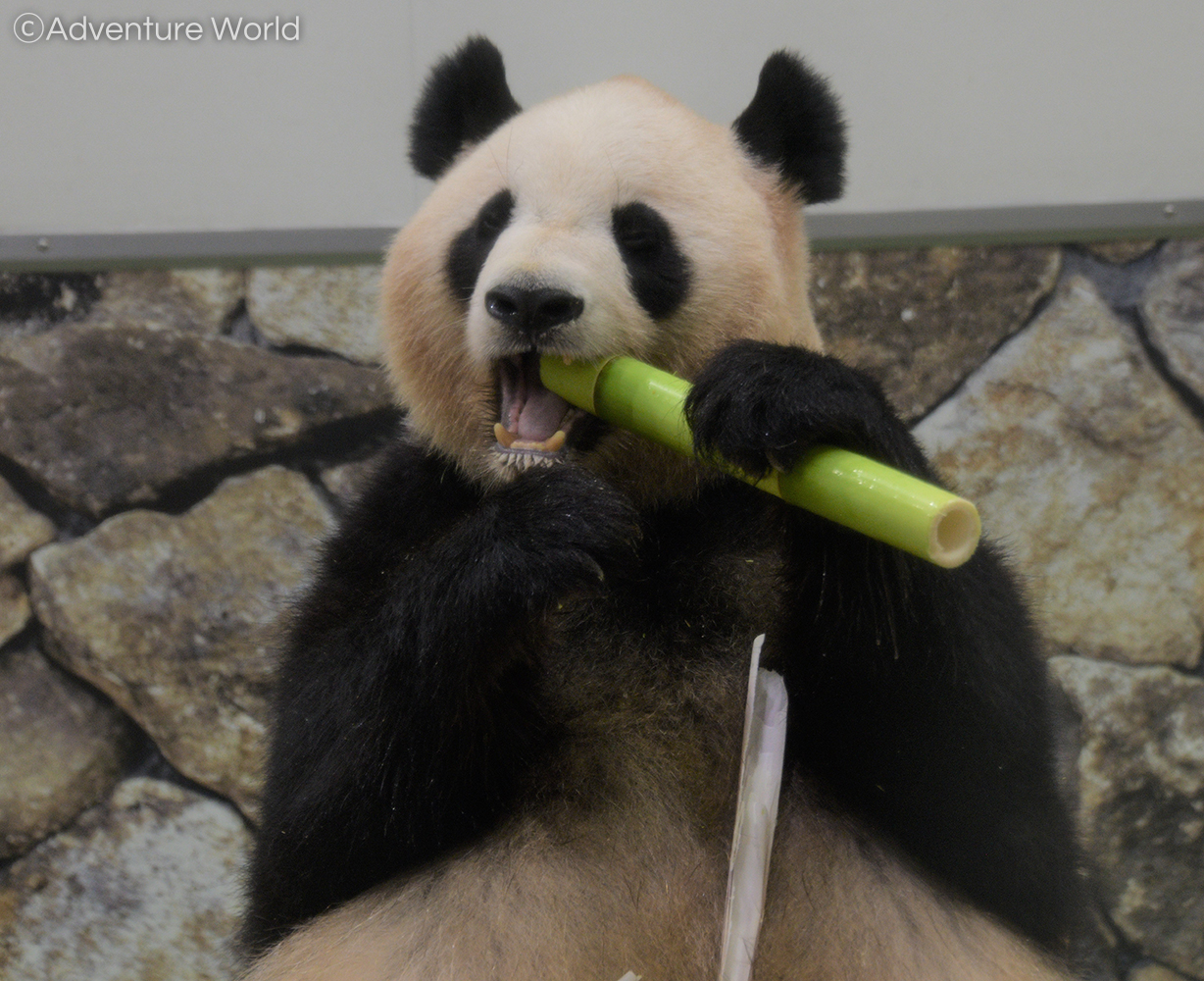 アドベンチャーワールド 公式 良浜の誕生日をライブ配信 明日 9 6 9 15 歳の誕生日を迎えるジャイアントパンダ 良浜 に スタッフが心を込めて飾り切りしたリンゴを贈ります イベントの様子はyoutube Instagramにてライブにて配信 詳しくは アドベンチャーワールド 公式 良浜の誕生日をライブ配信 明日 9 6 9 15 歳の誕生日を迎えるジャイアントパンダ 良浜 に スタッフが心を込めて飾り切りしたリンゴを贈ります イベントの様子はyoutube Instagramにてライブにて配信 詳しくは