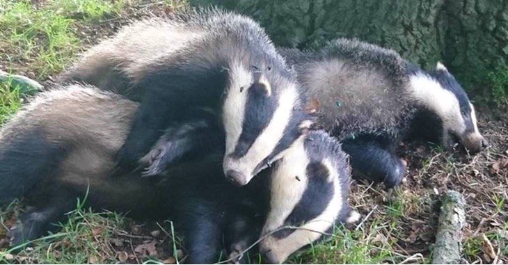 dominic dyer tweet media