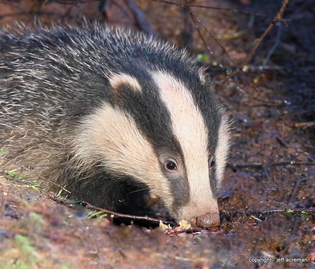 dominic dyer tweet media