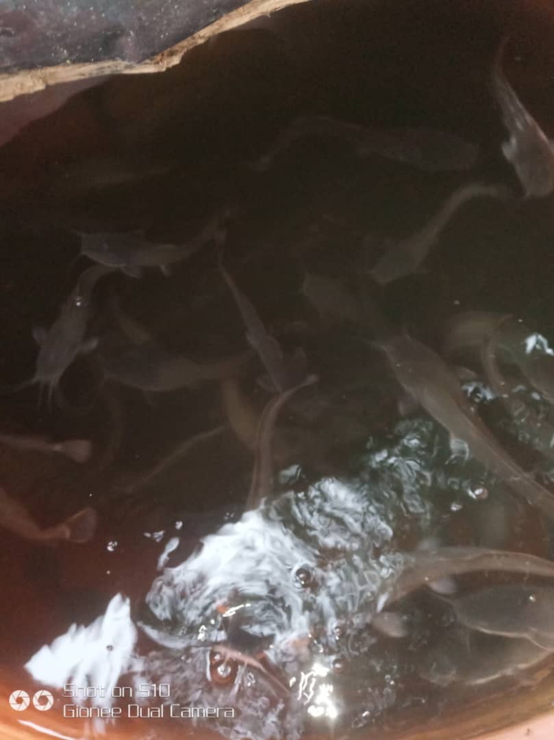 barefootmodel's tweet photo. This is what we do!!!
We grill catfish at Bisola Lodge, in Lugbe Abuja.
We own an organic catfish pond. No fertiliser.
#couplesgoals #couplesinbiz
We are wall design artistes and painting professionals.
We are business minded
Your go to plugs for almost anything and everything. https://t.co/5PhLtTJkcS