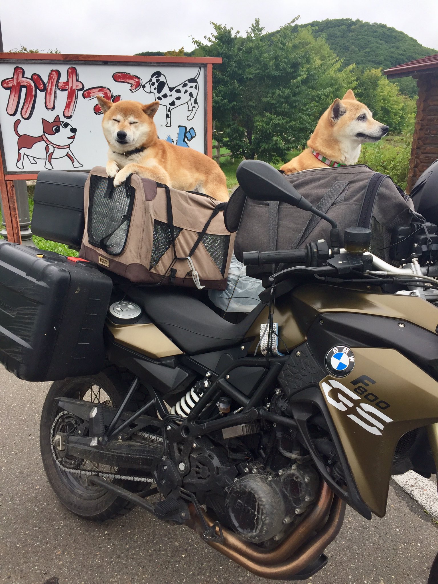 توییتر Hokkaider ホッカイダー در توییتر 犬連れライダーは何人かに会ったことがあるが 2匹連れは初めて いよいよ ツーリングマップル に キャンプサイト犬ok とか ドックランあり って情報を記載する 笑 T Co Vzwys7nq8z