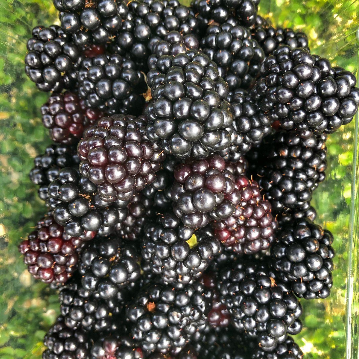 clithcmarket's tweet photo. Ways to keep enjoying Ribble Valley Blackberries 💕#AppleAndBlackberry #jelly #BlackberryJam #LancashireFood #homemade #cookcraftgrow https://t.co/gSj7raJOLp