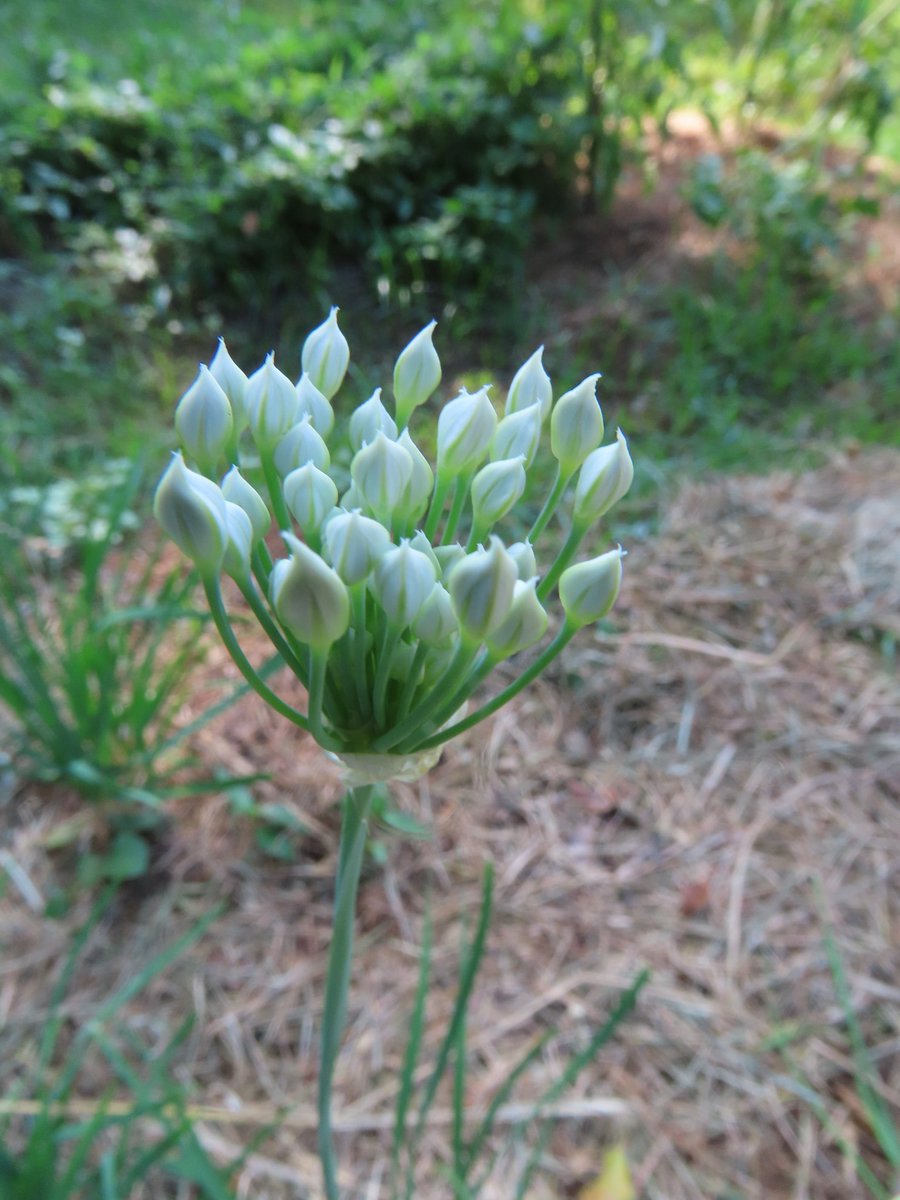ニラの蕾 Twitter Search Twitter