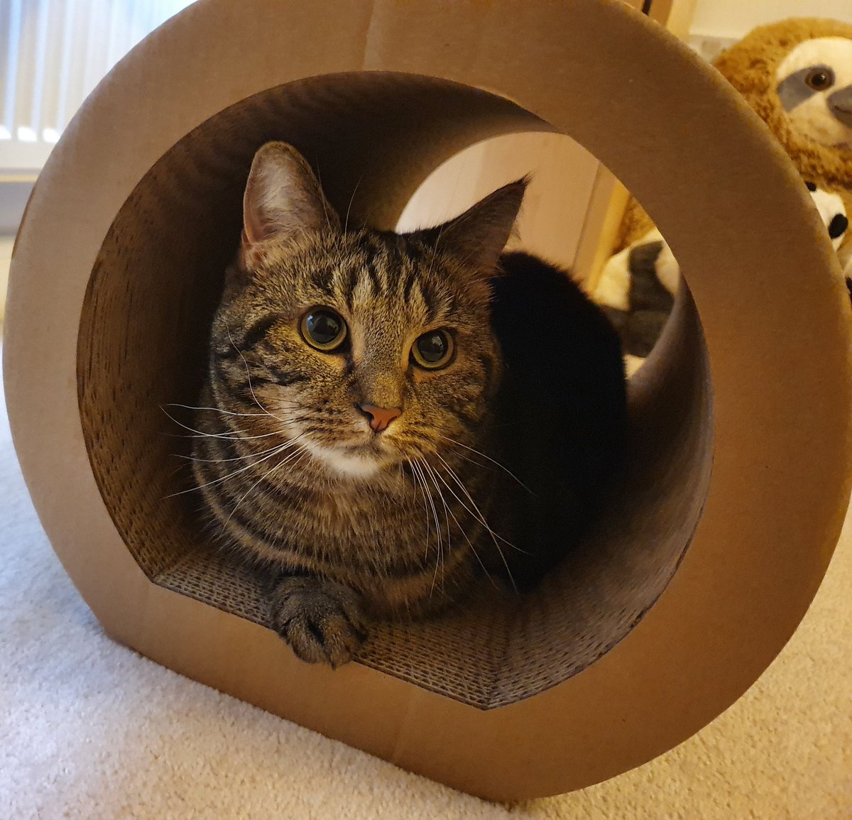 Do I deserve treats? #Caturday