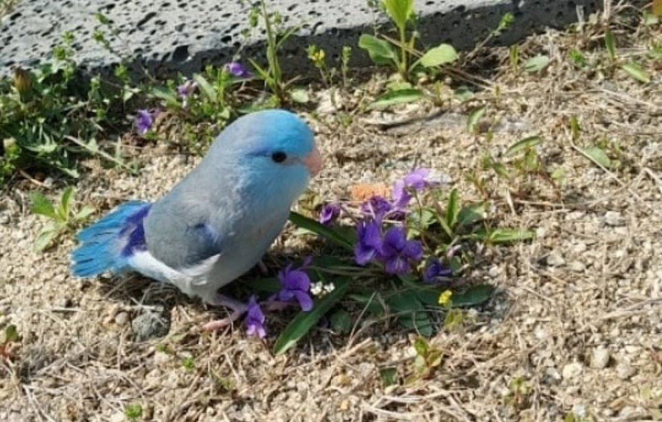 #유리앵무 #주문제작 
사진보고 너무 예뻐서 뿅반한 유리앵무에요💕
하늘색 포인트로 정성스럽게 제작해드렸습니다.

#앵무새키링 #페트리코 #유리앵무 
#parrot #parrotdoll