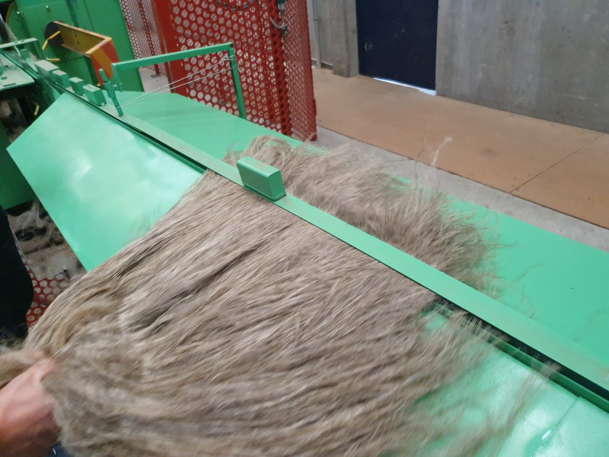 Les échantillons amenés au teillage (usine qui permet d'extraire la fibre) permettent de définir si le  #rouissage est optimum et si le lin doit être rentré.Cela dépend aussi des conditions météo et de la date...