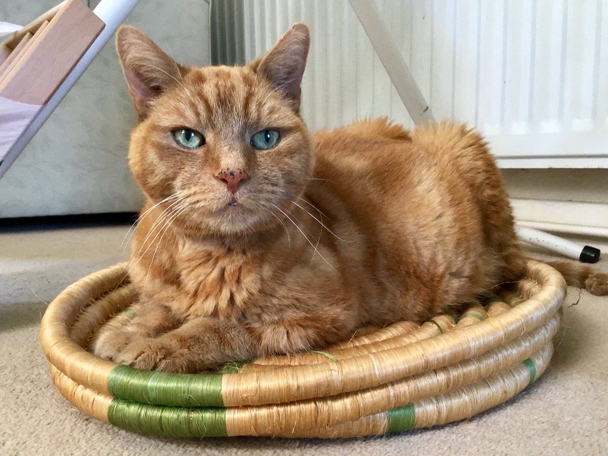 skylark22BHC1's tweet photo. For #Caturday ...a pic of Barley on the day I finally decided to take the souvenir from Ghana to the charity shop. #ripbarley #missingyoumate #mygingercat #lovecats #CatsOfTwitter #CatsOnTwitter https://t.co/CCSwDCJ29B