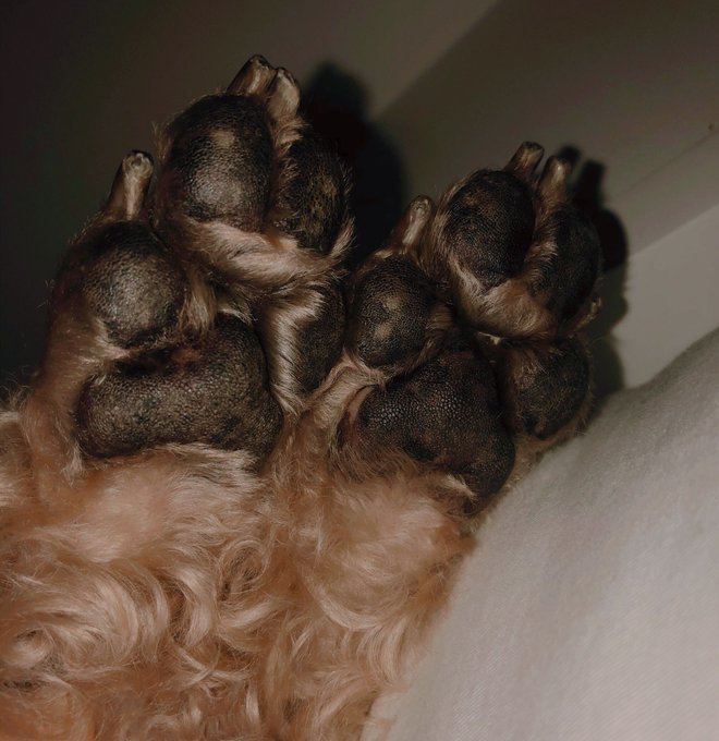 🐾🐶🐾 https://t.co/yKIWwBf2rg