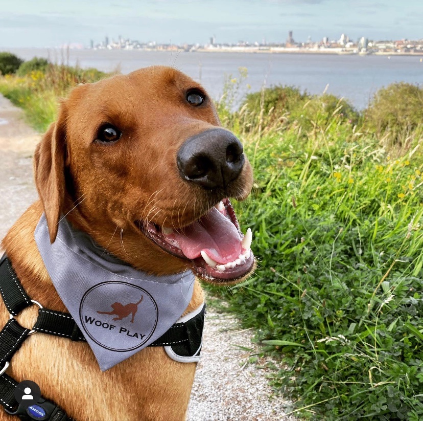 WoofPlay's tweet photo. What do you think of my new bandana? 🐕 #dogbandana #doggymodel #liverpoolskyline #riverpark #walkies #woofplay #woofplaywirral #wirraldogs #dogswirral #wirraldogwalker #wirraldogservices https://t.co/l6U9r7AiIu