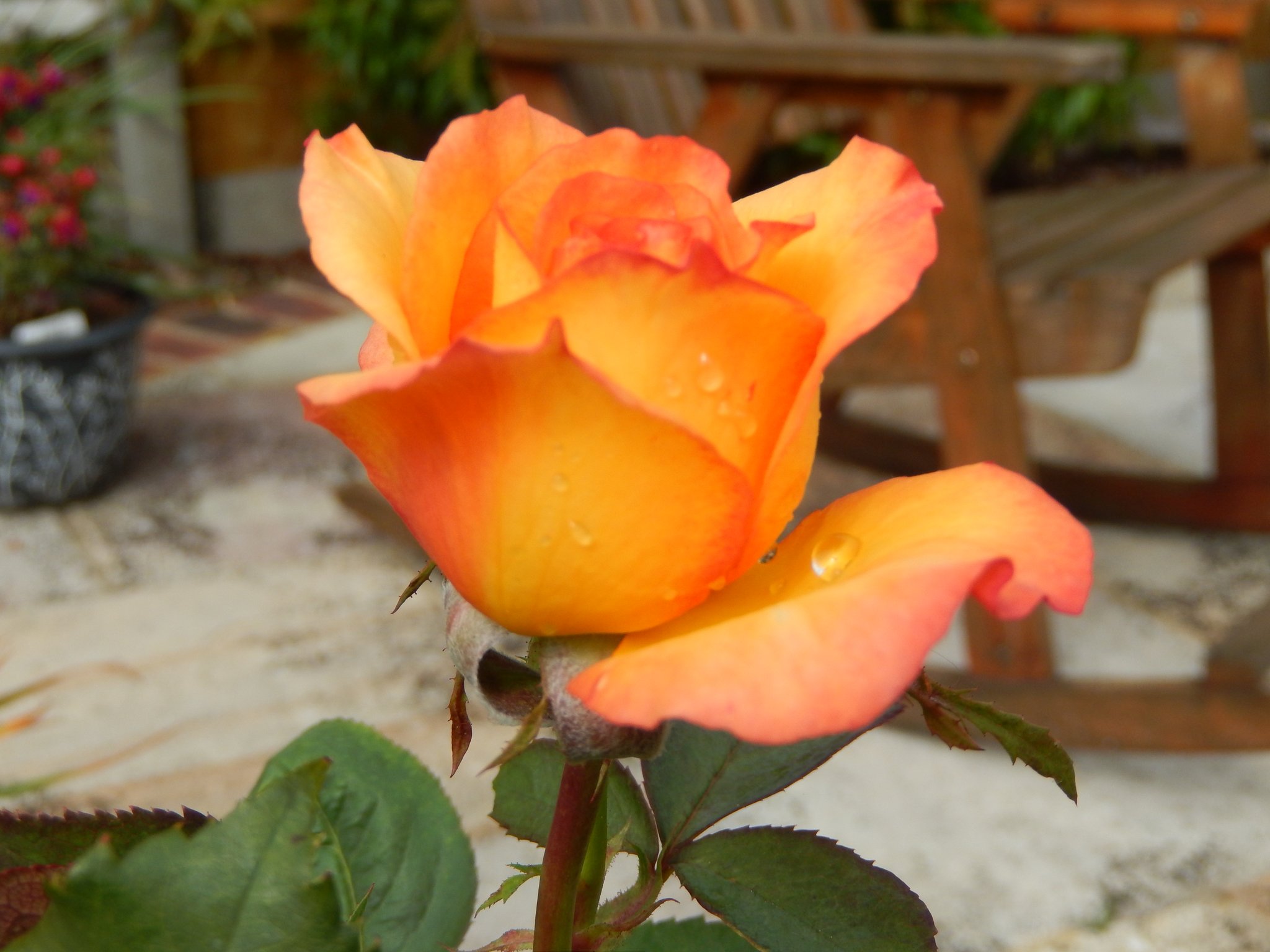 Happy 74th birthday Freddie the roses looking lovely today   