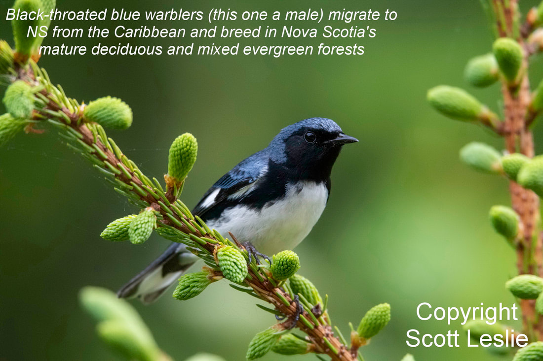 Healthy Forest Coalition tweet media