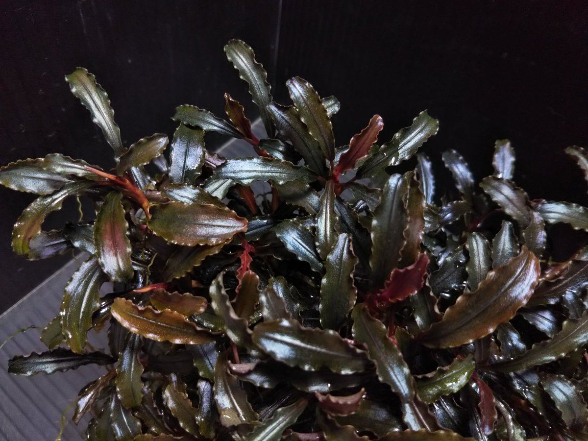 Aqua Fortune Bucephalandra Sp クダガン 濃緑 赤の葉が美しいブセファランドラで当店で水中育成して増殖している株になります 水上育成だとさらにメタリック感が増し濃いめの葉になります 今週のセールにも出していますので是非