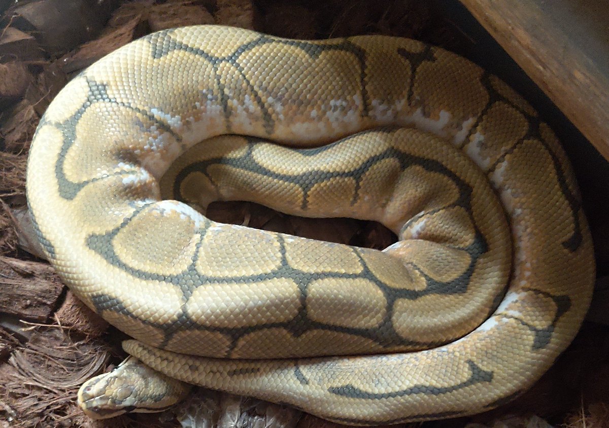 RietaRod's tweet image. Probably D' most underrated gene #ghostballpython #recessiveballpython #ballpythonbreeder #ballpythonprojects #ballpythonofinstagram