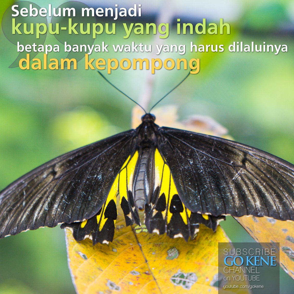 go_kene's tweet photo. https://t.co/4UjvgwYOCY
