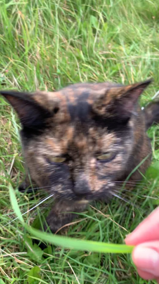 MeowMoeDotCom's tweet photo. #Grass go #Cromch
#Cats #Cat #Kittens #Kitten #Kitty #Pets #Pet #Meow #Moe #CuteCats #CuteCat #CuteKittens #CuteKitten #MeowMoe
https://t.co/k1mtWRfNr8 https://t.co/kQQuhL40Fv
